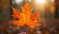 Hand Holding Orange Maple Leaf with Sunlit Background Royalty Free Stock Photo
