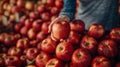 Hand holding organic apple, variety of apples in background with copy space for text placement