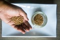 Hand holding organic buckwheat. Selective focus