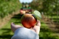 Hand holding out apple Royalty Free Stock Photo