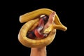 Hand holding a pair of snakes Royalty Free Stock Photo