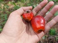 Hand holding Palm Oil Fruits