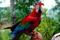 Hand holding Parrot Royalty Free Stock Photo