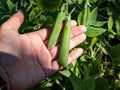 A hand holding pea pods growing and maturing peas on plant with green leaves in sunlight in summer Royalty Free Stock Photo