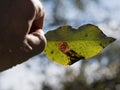 Hand holding pear leaf with rust - gymnosporangium sabinae Royalty Free Stock Photo