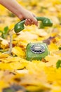 Hand holding phone receiver in autumn park Royalty Free Stock Photo