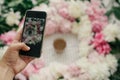 Hand holding phone and taking photo of peonies and coffee cup flat lay on rustic table cloth. Space for text. Blogging and Royalty Free Stock Photo