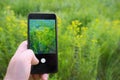 Hand holding a phone taking a photo of wildflowers, nature. Screensaver on the phone