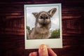 Hand holding photograph of funny kangaroo. Royalty Free Stock Photo