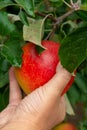 Hand holding picked apple from tree, new harvest of big ripe red apples Royalty Free Stock Photo