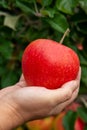 Hand holding picked apple from tree, new harvest of big ripe red apples Royalty Free Stock Photo
