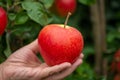 Hand holding picked apple from tree, new harvest of big ripe red apples Royalty Free Stock Photo