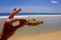 Hand holding a piece of coquina shell rock at the ocean