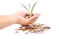 Hand Holding A Pile Of Coins And A Small Plant Sprouting From Th Royalty Free Stock Photo