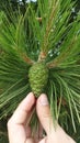 Hand holding a pine cone Royalty Free Stock Photo