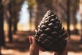 Hand holding pine cone in the forest