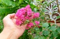 Hand Holding Pink Chain of Love or Mexican Creeper Royalty Free Stock Photo