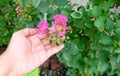 Hand Holding Pink Chain of Love or Mexican Creeper Royalty Free Stock Photo