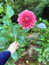 Hand holding a Pink Dahlia flower in a garden