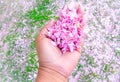 Hand Holding Pink Flower Petals Over A Field Of Flowers