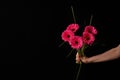 Hand holding pink gerber daisy isolated on black background Royalty Free Stock Photo