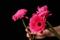 Hand holding pink gerber daisy isolated on black background Royalty Free Stock Photo