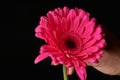 Hand holding pink gerber daisy isolated on black background. Close up gerbera flower Royalty Free Stock Photo
