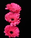 Hand holding pink gerber daisy isolated on black background. Three gerbera flowers in a row Royalty Free Stock Photo