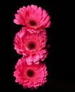 Hand holding pink gerber daisy isolated on black background. Three gerbera flowers in a row Royalty Free Stock Photo