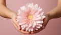 Hand holding pink gerbera daisy, symbolizing beauty and love generated by AI Royalty Free Stock Photo