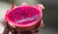 Hand holding a pink Pitaya or Dragon fruit