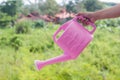 Hand holding pink watering can. Like a pouring water on green na Royalty Free Stock Photo