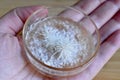 Hand Holding Pinning White Lion`s Mane Fungi on Glass Dish