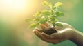 Hands holding young plant in sunshine and green background at sunset. Environment conservation, reforestation, climate change