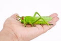 A hand holding plastic toy grasshopper insect