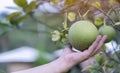 Hand holding pomelo citrus fruit on the branch of the tree on background of green leaves Royalty Free Stock Photo