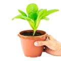 Hand holding pot of green vegetable lettuce on white background with clipping path