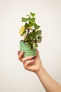 Hand holding pot with Senecio macroglossus plant, the Natal ivy or wax ivy.