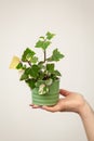 Hand holding pot with Senecio macroglossus plant, the Natal ivy or wax ivy.