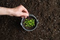 Hand holding a pot with young plants on a background of natural soil. Copy space. International Earth Day Royalty Free Stock Photo