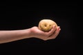 Hand holding potato isolated on black background, studio shot