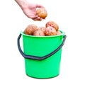 The hand holding the potatoes. Green plastic bucket with fresh potato crop. Close up. Isolated on white background Royalty Free Stock Photo