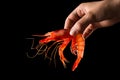 Hand holding prawn Royalty Free Stock Photo