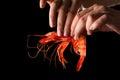 Hand holding prawn Royalty Free Stock Photo