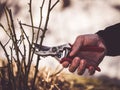 Hand holding a pruning shear to cut roses