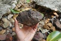 Hand is holding a Psilomelane rock. A hard black manganese oxides including hollandite and romanechite. Royalty Free Stock Photo