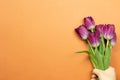 Hand holding purple tulip flowers on orange background Royalty Free Stock Photo