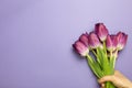 Hand holding purple tulip flowers on purple background Royalty Free Stock Photo