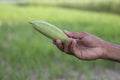 Hand-holding raw green pointed gourd with a Shallow depth of field. selective Focus Royalty Free Stock Photo