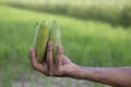 Hand-holding raw green pointed gourd with a Shallow depth of field. selective Focus Royalty Free Stock Photo